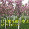 日本樱花