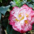 宽彩带