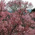 定州苗木花卉日本樱花价格