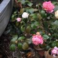 五色茶花