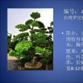 台湾罗汉松
