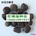 白玉兰