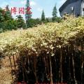锦叶榄仁