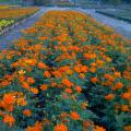 黄波斯菊/硫华菊