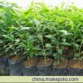 供应中国特色的沉香苗培育基地 广西玉林沉香树苗 白木香苗