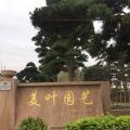 罗汉松
