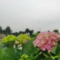 绣球花