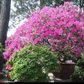 杜鹃花