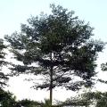 小叶榄仁