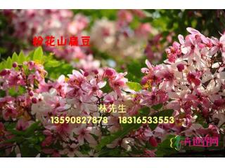 粉花山扁豆开花