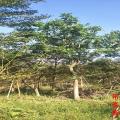 吊瓜树