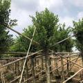 小叶榕