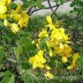 黄花槐