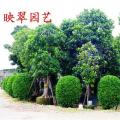 非洲茉莉