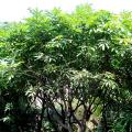 绿化芒果