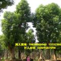 香樟树，大树假植区
