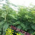 香花槐