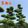 细叶榕
