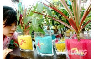奥运彩虹沙花卉植物亮相 价格几十至几百不等