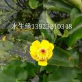 萍蓬草