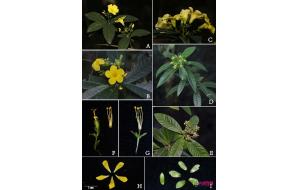 版纳植物园在缅北发现植物新种“腺苞石海椒”