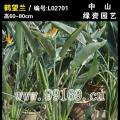 鹤望兰