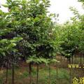 河南白玉兰，河南白玉兰基地，河南白玉兰价格