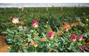 云南“鲜花经济”越开越旺 云南“鲜花经济”越开越旺