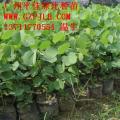 宫粉紫荆