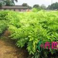 黄花梨