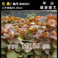 红桑