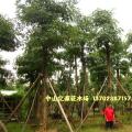 盆架子 黑板树
