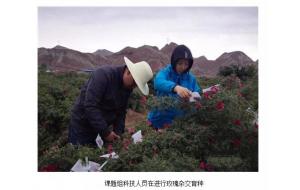 兰州苦水玫瑰研究项目验收 兰州苦水玫瑰研究项目验收