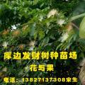 发财树