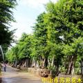 细叶榕