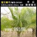 国王椰子