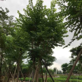 宫粉紫荆
