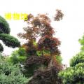 红枫