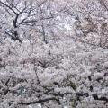 日本樱花