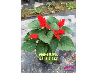 一串红