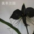 蝴蝶兰[黑蝴蝶兰]