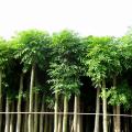 桃花心