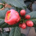 四季海棠茶花