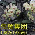 蝴蝶兰