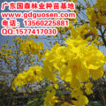 黄花风铃木