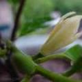 白兰花