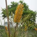 黄花银桦