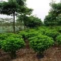 非洲茉莉