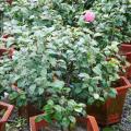 茶花