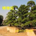 罗汉松
